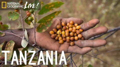 Nós Somos O Que Comemos: Tanzânia | Nat Geo Live