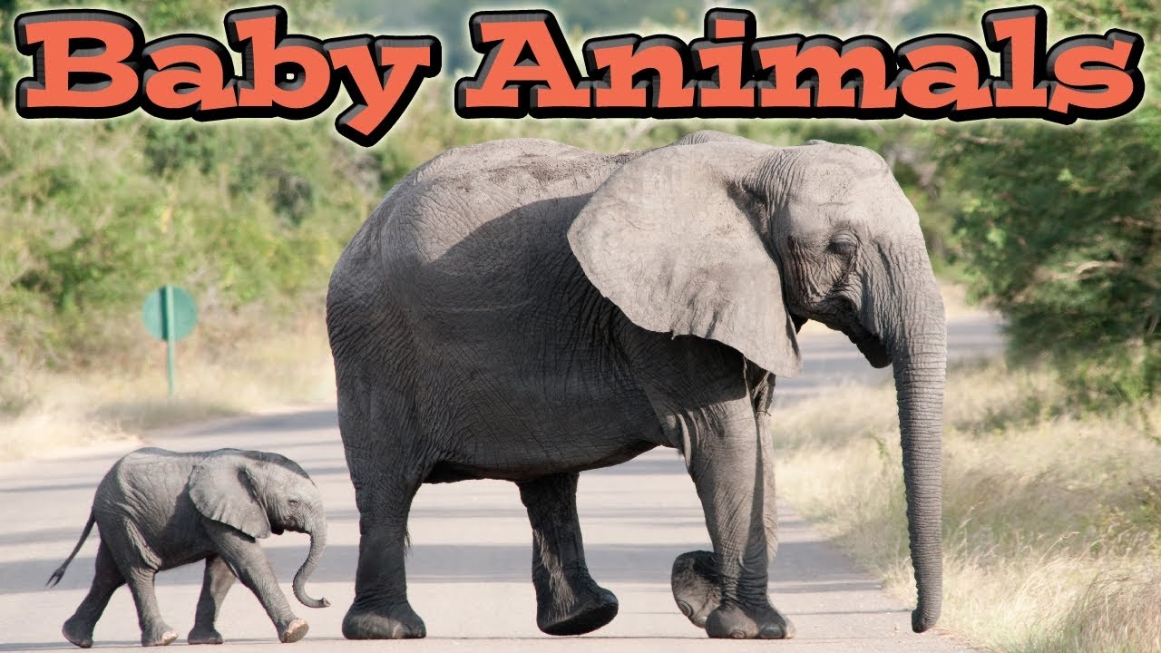 Animais Bebês Fofos