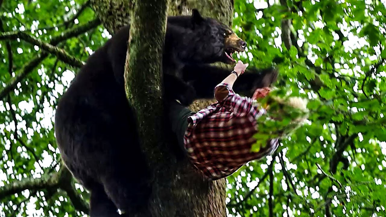 A Cena Da Árvore | Crazy Bear