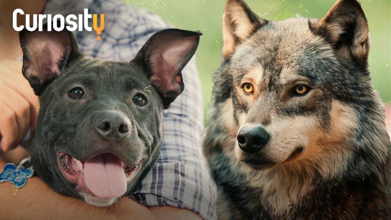 A Ciência Por Trás Dos Olhos Irresistíveis Dos Cachorros