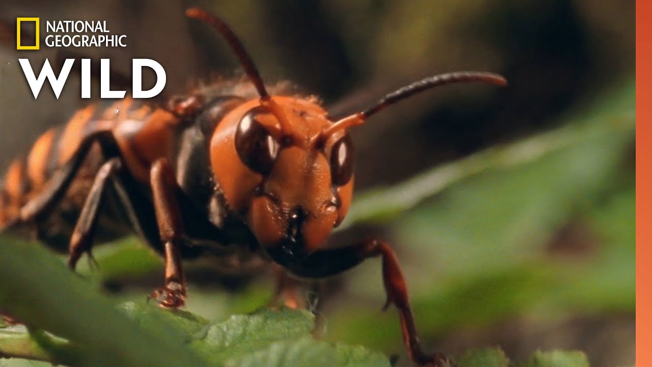 A Vespa Assassina   | 10 Animais Que Podem Matar Você