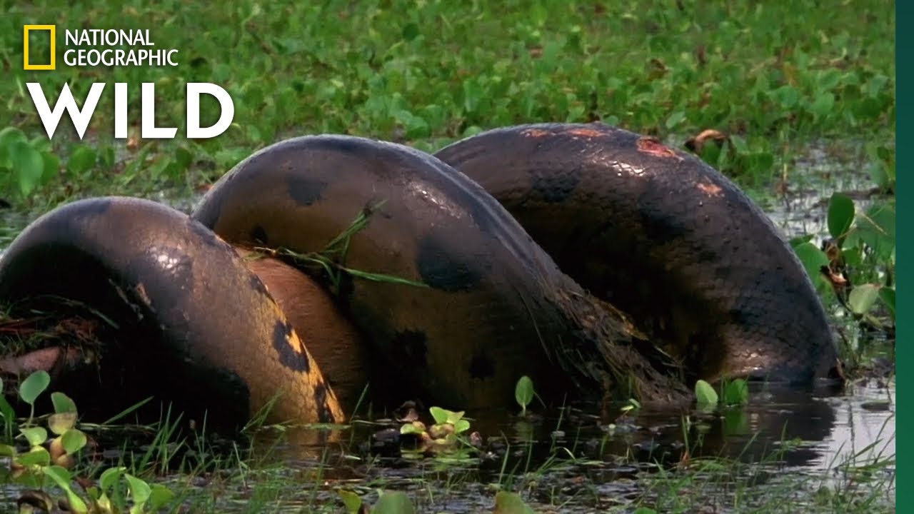 Anaconda Devora Uma Enorme Refeição De Serpentes Monstruosas