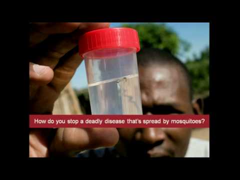 Bill Gates – Mosquitos, Malária E Educação