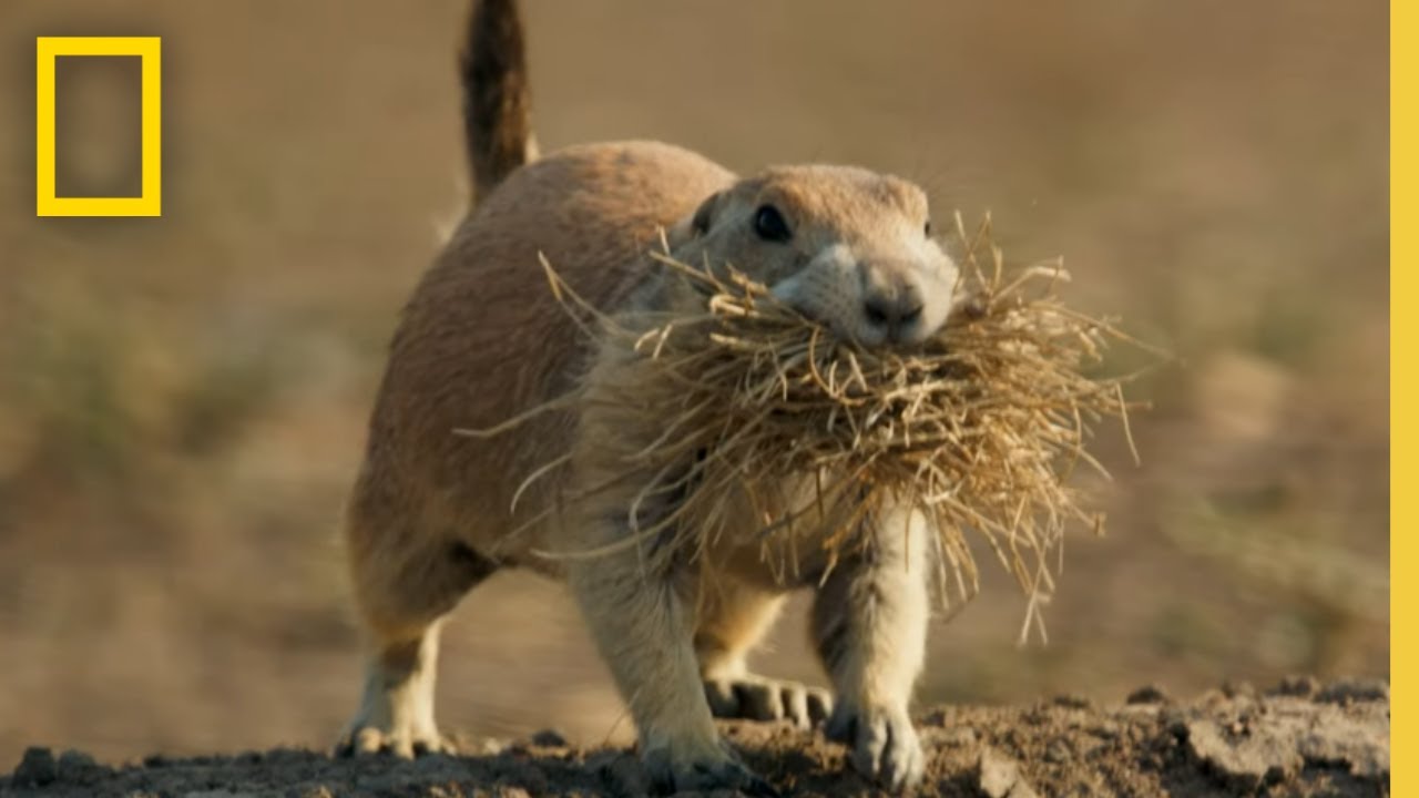 Cães Da Pradaria De Badland Vs. Coiote | Parques Nacionais Da América | National Geographic