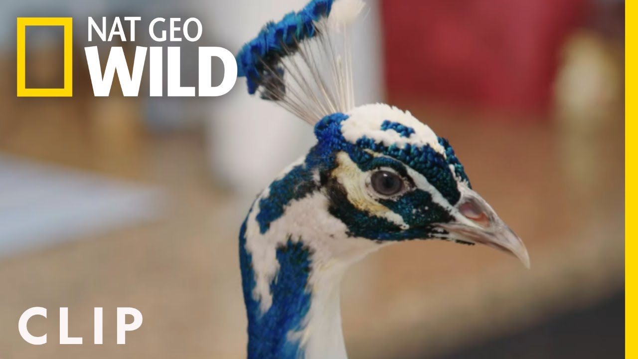 Camo, O Pavão, Recebe Tratamento Para Artrite | Critter Fixers: Veterinários Do Campo