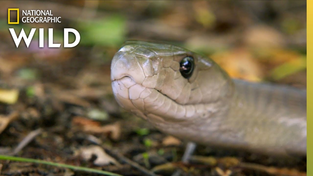 Capturando A Mortal Black Mamba | Essas Cobras Podem Matar Você