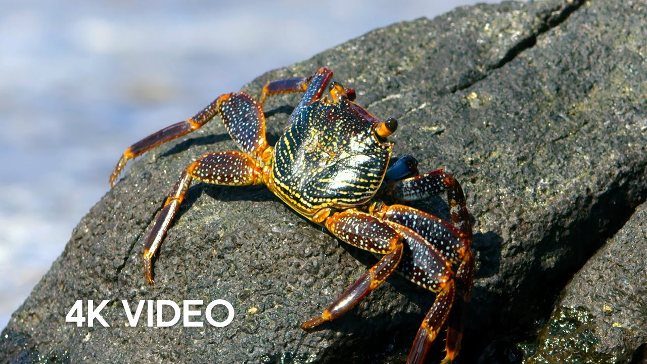 Caranguejo Vs Enguia Vs Polvo | 4K Uhd | Blue Planet Ii | Bbc Earth