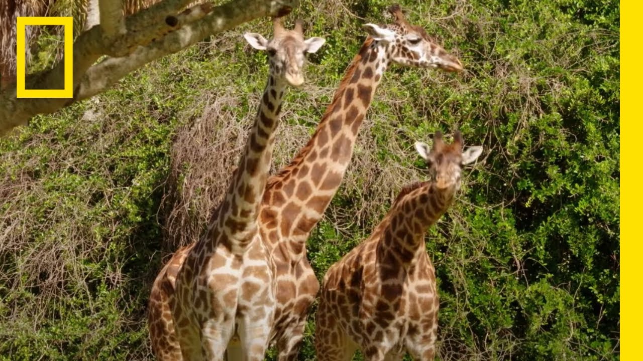 Como As Girafas São Alimentadas No Disney’S Animal Kingdom