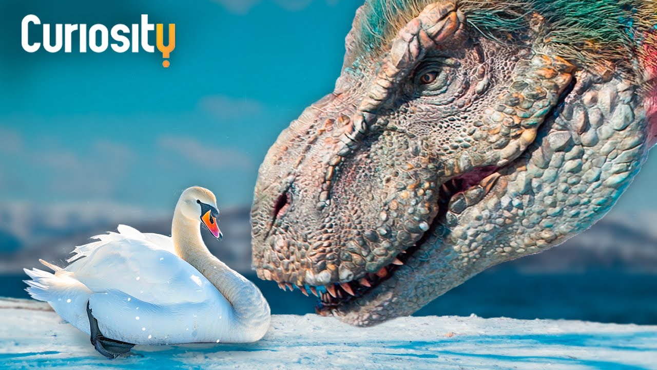 Como Os Dinossauros Evoluíram Para Pássaros E Sobreviventes: Uma Nova Teoria