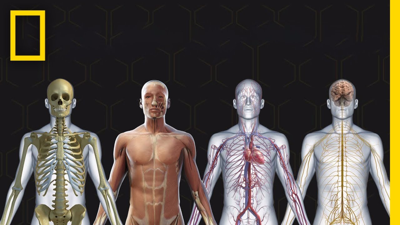 Corpo Humano 101 | National Geographic