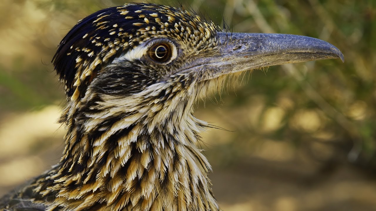 Corrida Contra O Tempo De Roadrunner | 4K Ud | Sete Mundos, Um Planeta | Bbc Earth