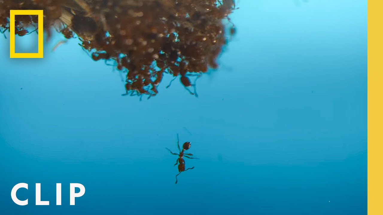 Formigas-De-Fogo Na Piscina | A Verdadeira Vida de um Inseto | National Geographic