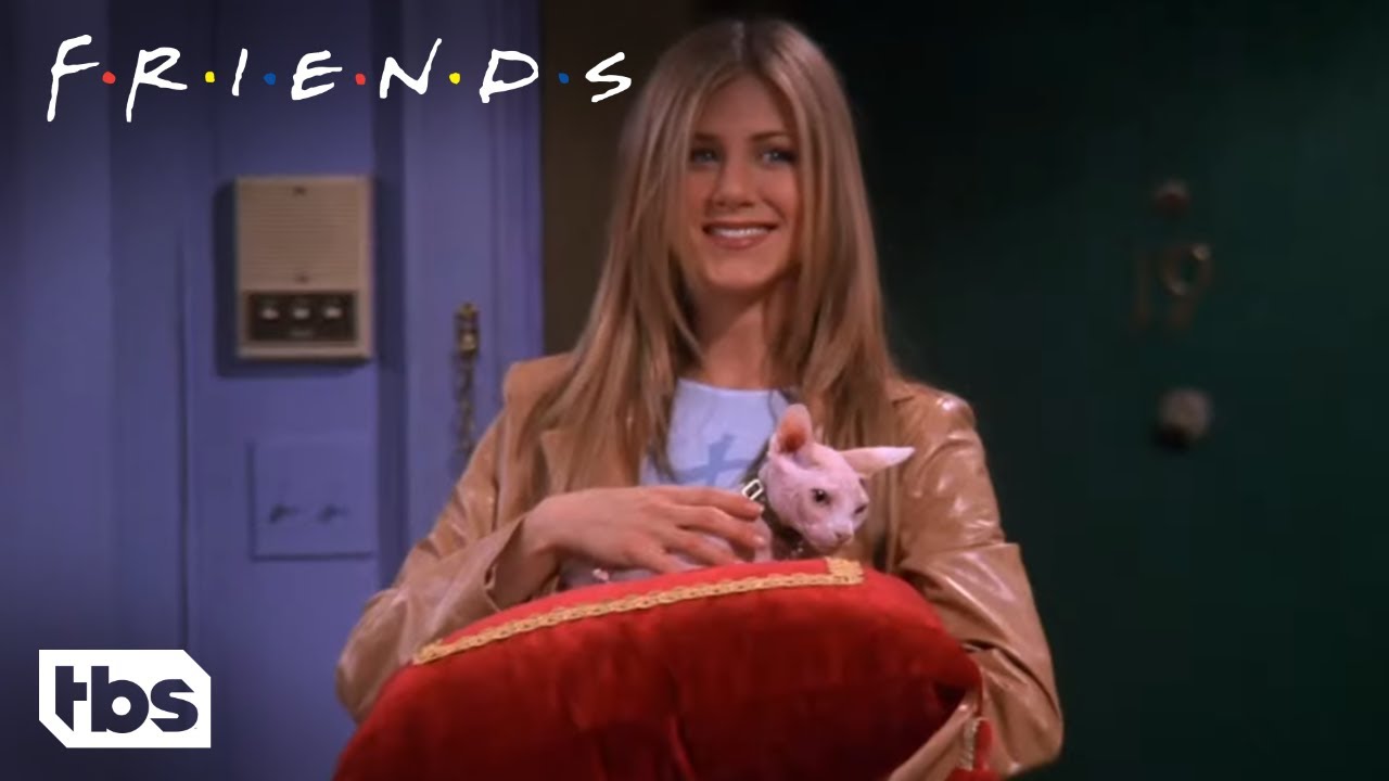 Friends: Rachel Compra Um Gato Nu Caro