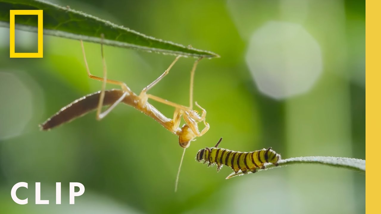 Migração E Metamorfose Da Monarca | Jornadas Incríveis dos Animais | National Geographic