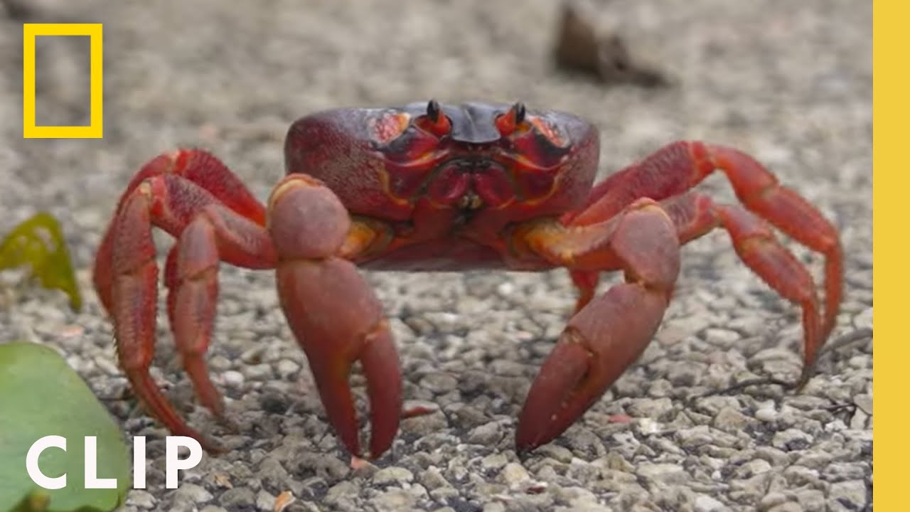 Migração Perigosa Do Caranguejo Vermelho | Jornadas Incríveis dos Animais | National Geographic