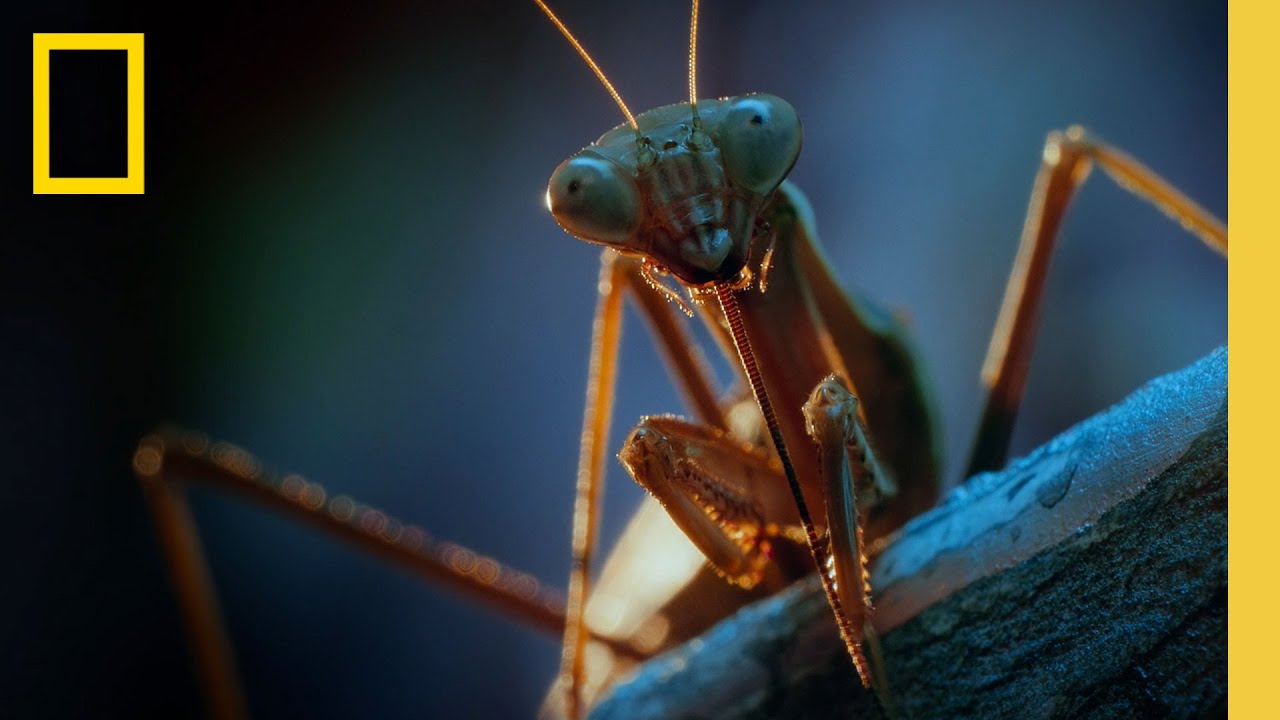 Noite Na Cidade Do Ponto De Vista De Um Inseto | A Verdadeira Vida de um Inseto | National Geographic