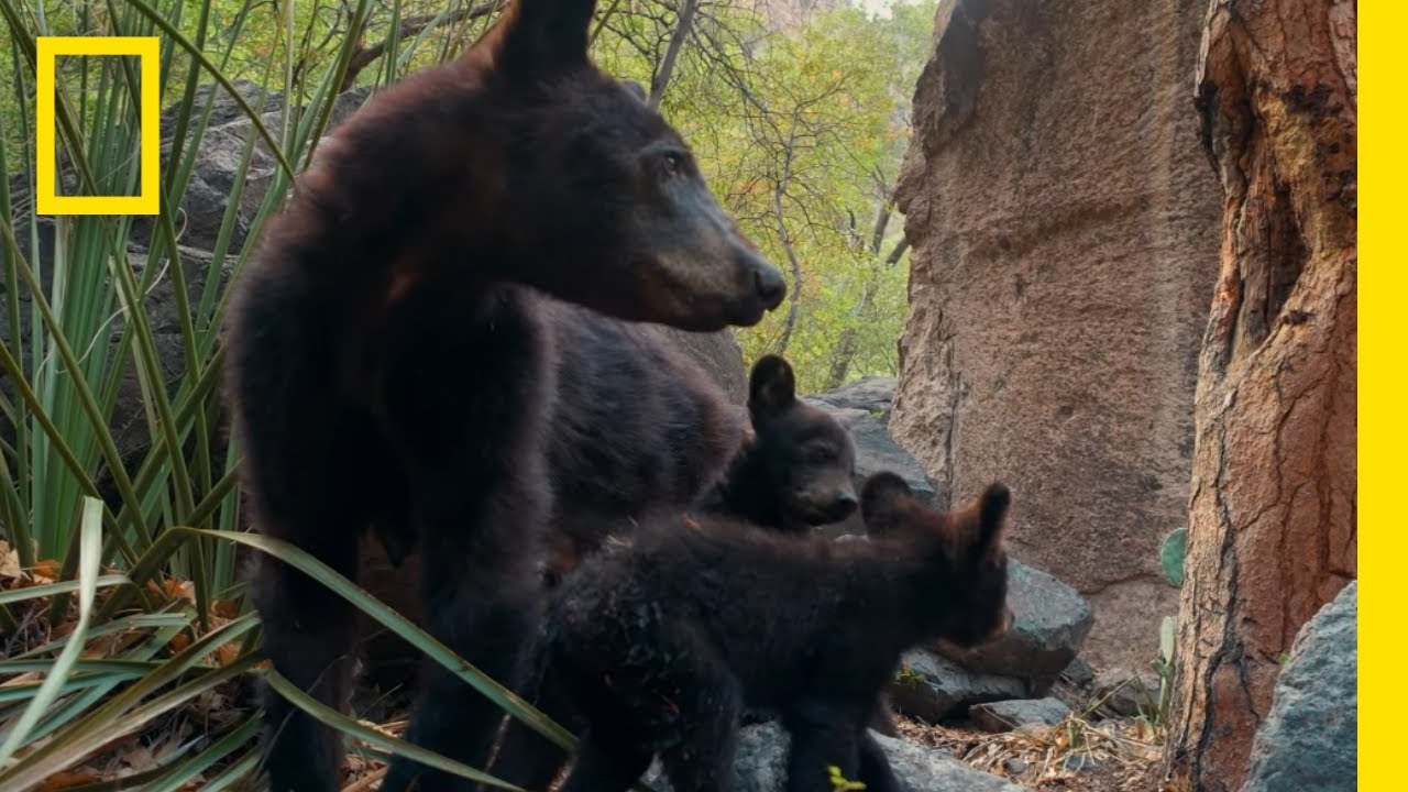 Novos Filhotes De Urso De Big Bend | Parques Nacionais Dos Estados Unidos | National Geographic
