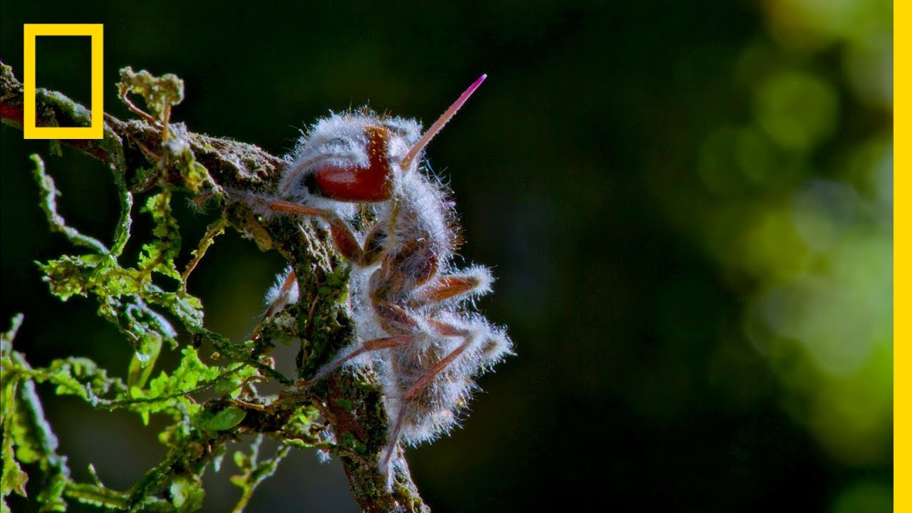 O Fungo Cordyceps, Parasita ‘Zumbi’, Assume O Controle Dos Insetos Por Meio Do Controle Da Mente | National Geographic