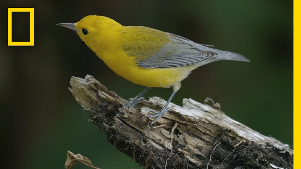 Penas Em Voo: O Projeto Genoscape Das Aves | National Geographic