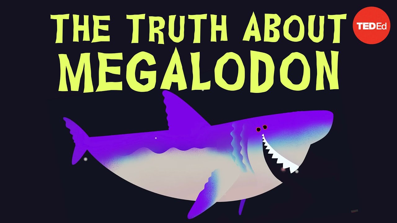 Por Que O Megalodon Foi Extinto? – Jack Cooper E Catalina Pimiento