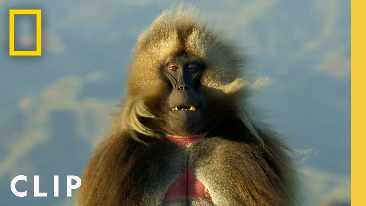 Protegendo Os Queendoms | Queens | National Geographic