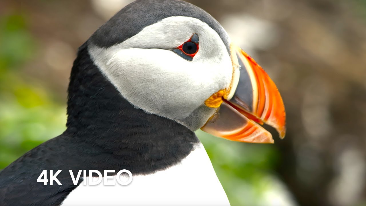 Puffin Caça Peixes Para Alimentar O Puffling | 4K Uhd | Blue Planet Ii | Bbc Earth