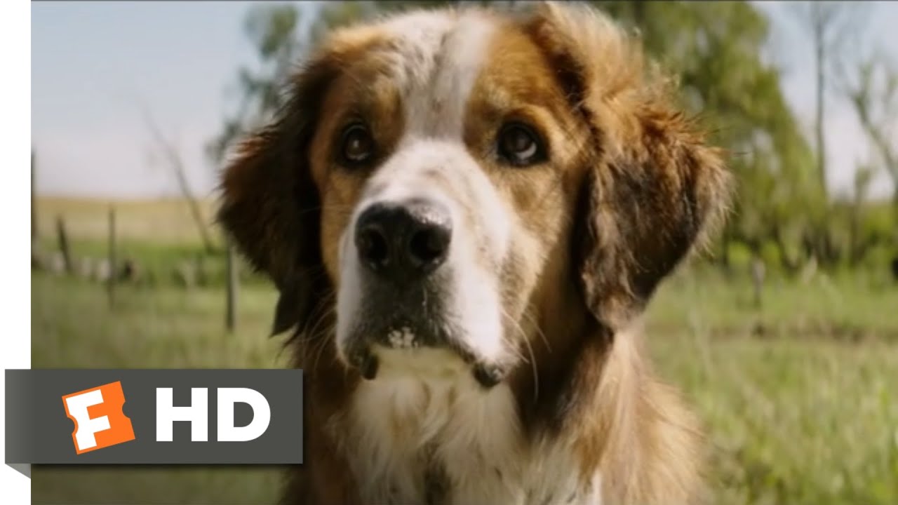 Quatro Vidas De Um Cachorro (2017) – Eu Te Encontrei! Cena (8/10)