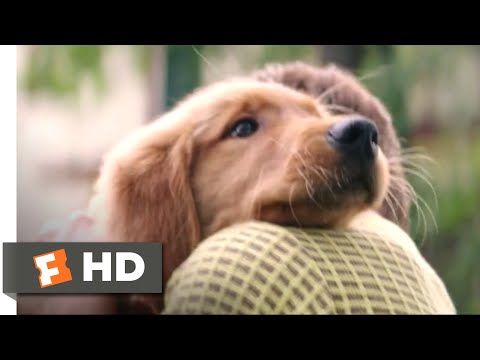 Quatro Vidas De Um Cachorro (2017) – Cena Eu Tive Um Menino (1/10)