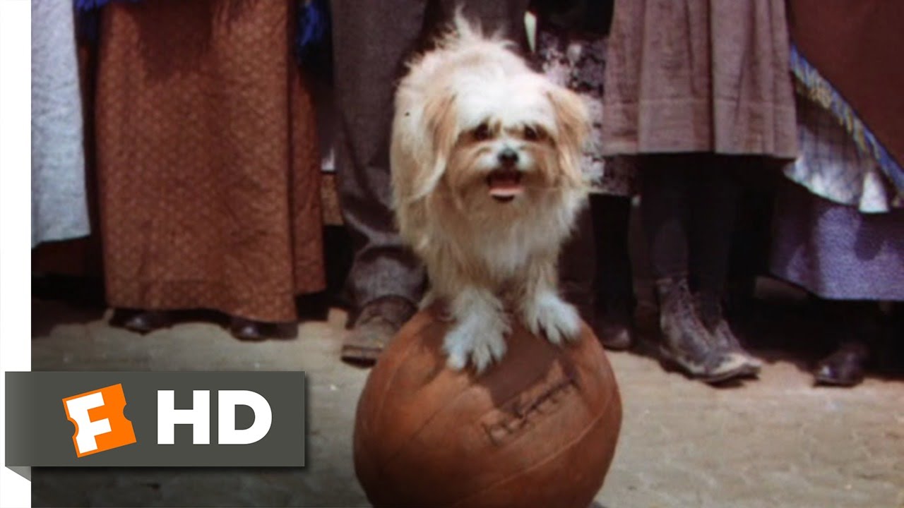 Lassie: A Força Do Coração (7/10) – O Show Da Tootsie E Da Lassie (1943)