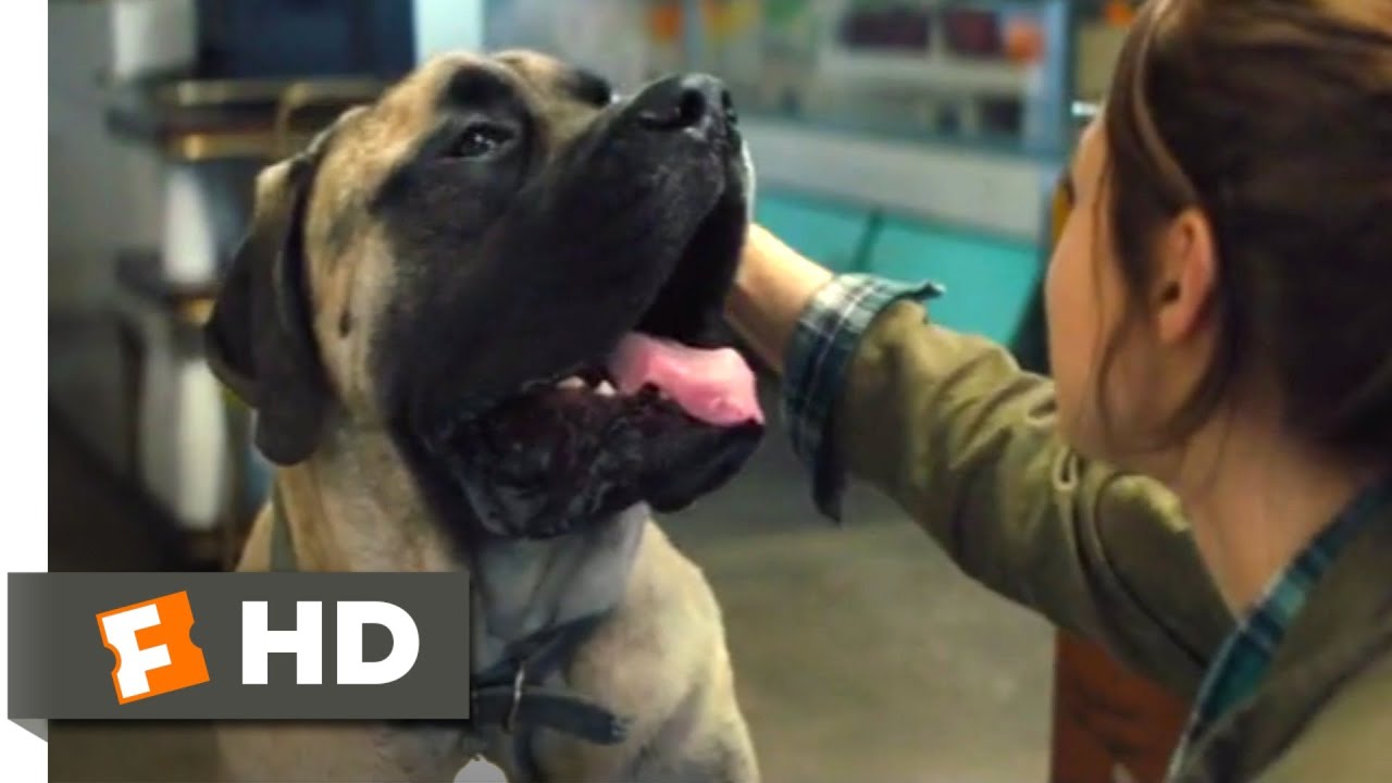 Juntos Para Sempre (2019) – Cena Cachorrão Te Ama (3/10)