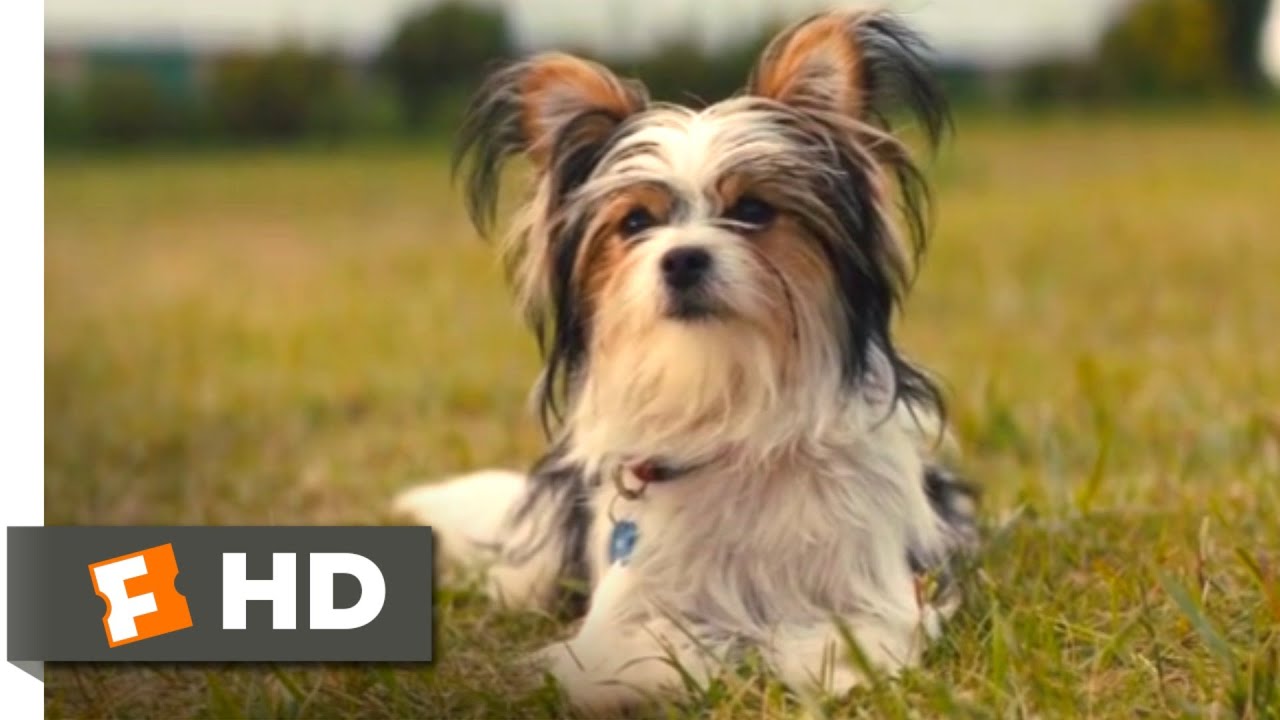 Juntos Para Sempre (2019) – Cena Do Truque Do Cão Chefe (8/10)