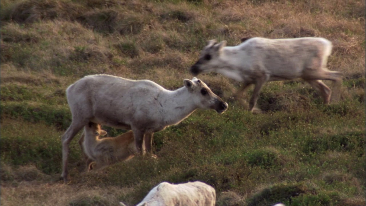 Planeta Terra 01 Do Polo Ao Polo – Parte 05