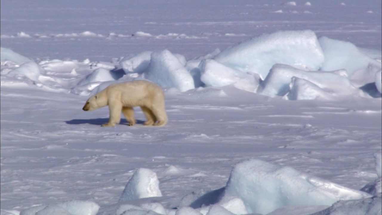 Planeta Terra 01 Do Polo Ao Polo – Parte 04