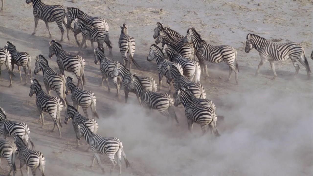 Planeta Terra 01 Do Polo Ao Polo – Parte 14