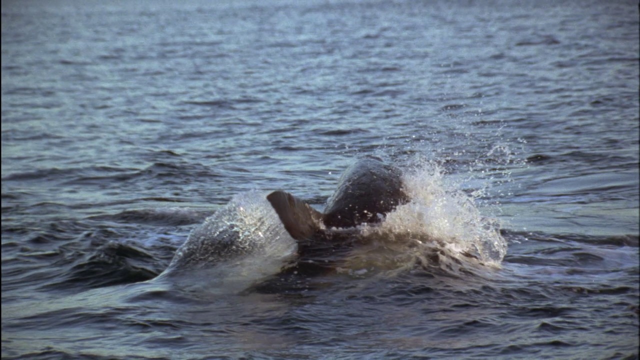 Planeta Terra 01 Do Polo Ao Polo – Parte 12