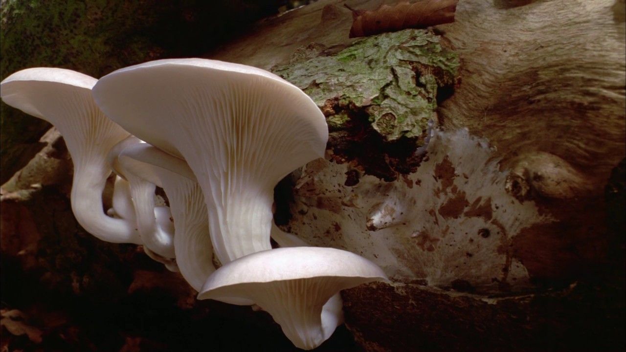 Planeta Terra 01 Do Polo Ao Polo – Parte 09