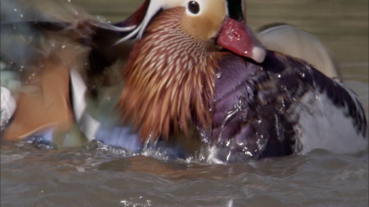 Planeta Terra 01 Do Polo Ao Polo – Parte 07