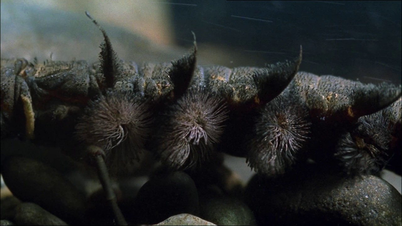 Planeta Terra 03 Água Doce – Parte 03