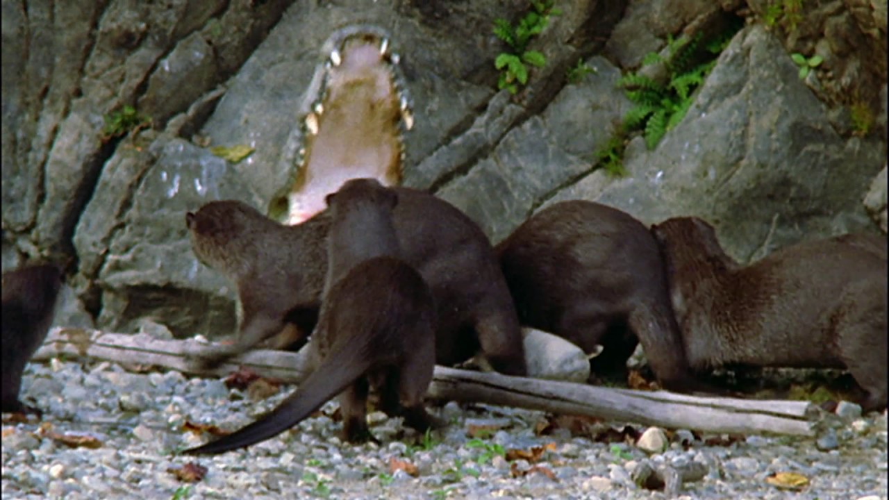 Planeta Terra 03 Água Doce – Parte 01