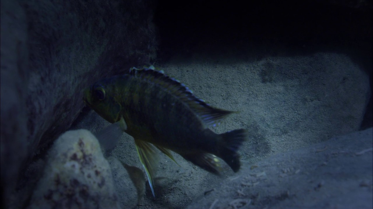 Planeta Terra 03 Água Doce – Parte 11