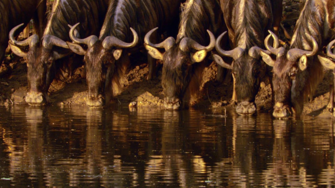 Planeta Terra 03 Água Doce – Parte 09