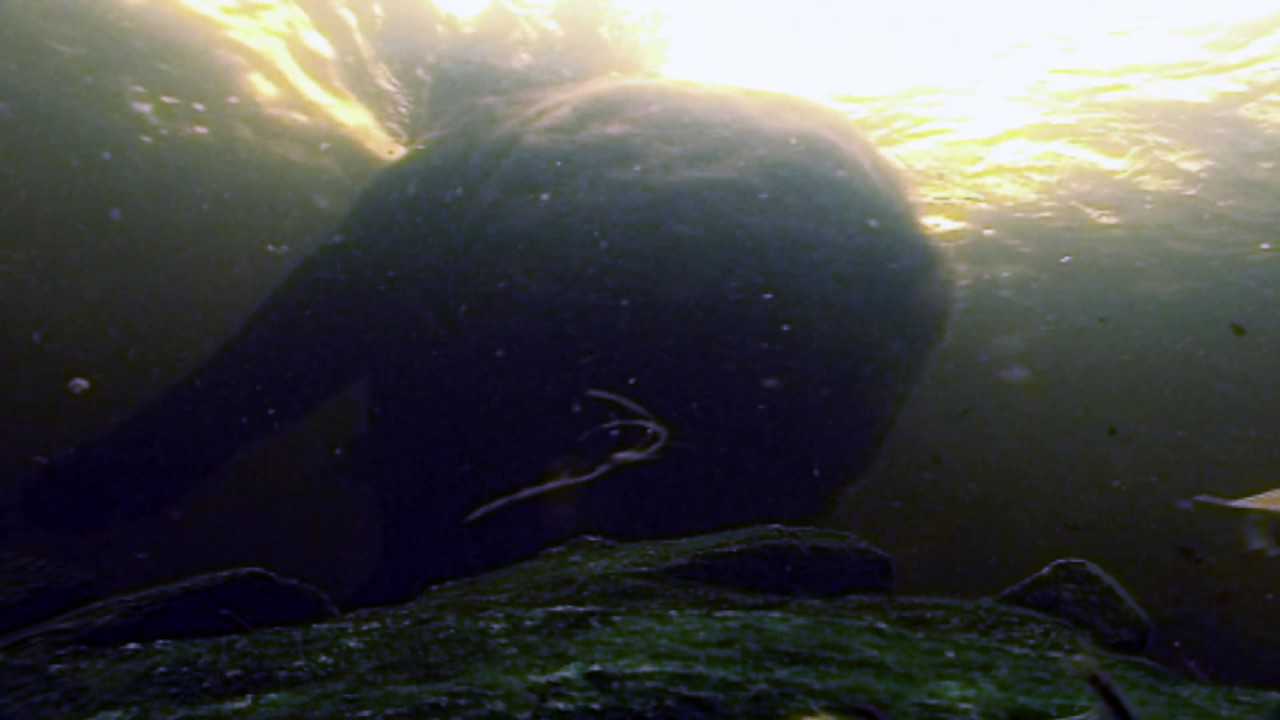 Planeta Terra 03 Água Doce – Parte 05