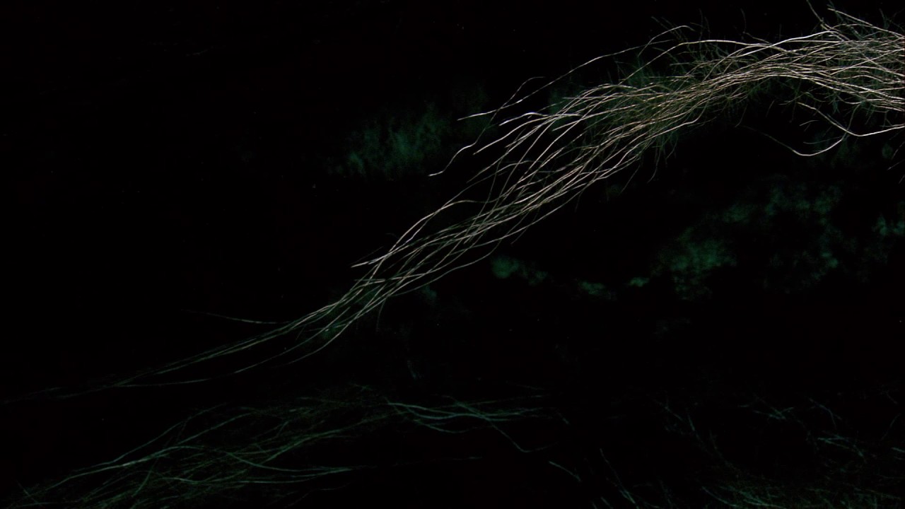 Planeta Terra 04 Cavernas – Parte 11