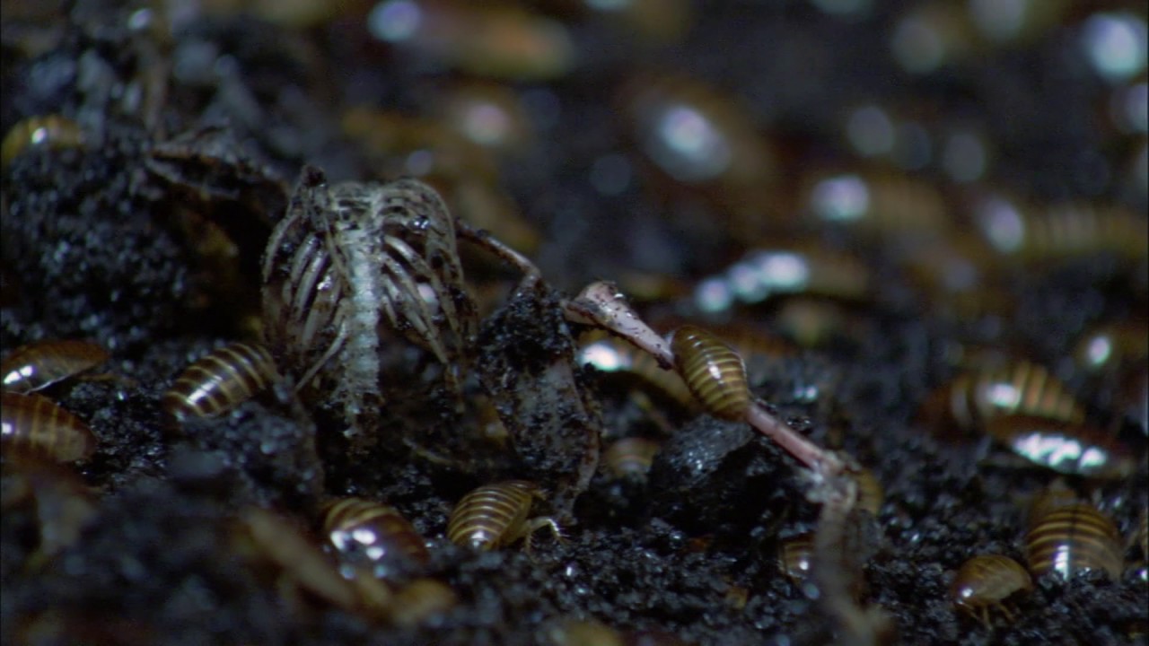 Planeta Terra 04 Cavernas – Parte 06