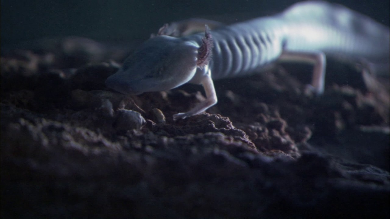 Planeta Terra 04 Cavernas – Parte 15