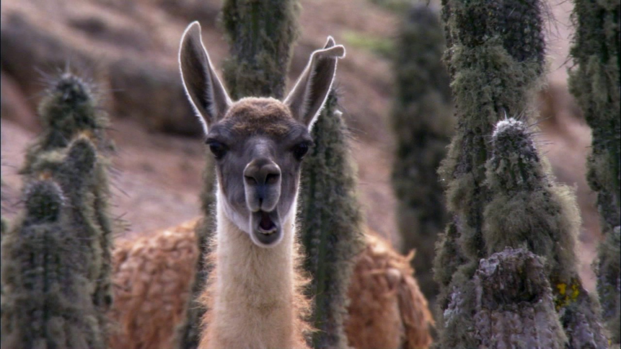 Planeta Terra 05 Desertos – Parte 08