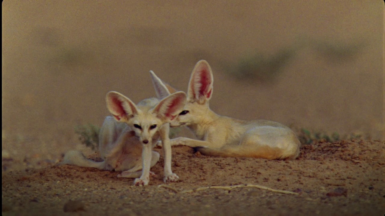 Planeta Terra 05 Desertos – Parte 07