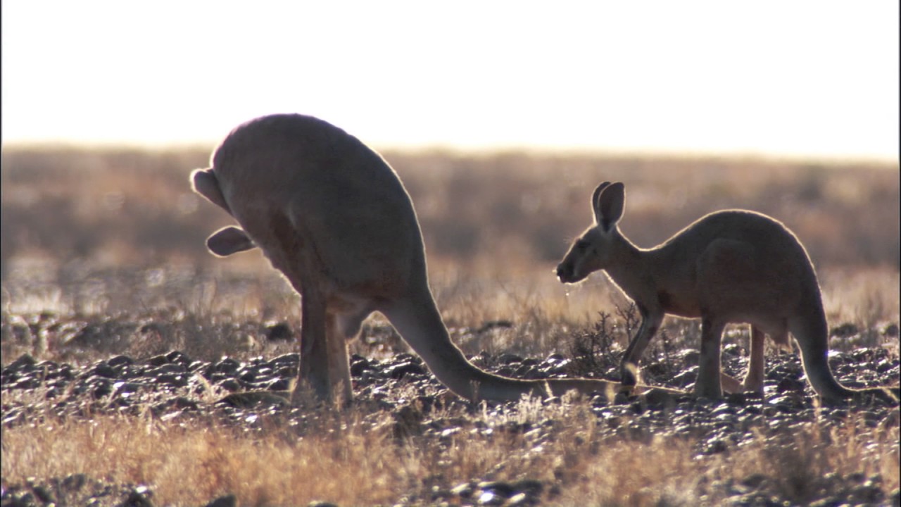Planeta Terra 05 Desertos – Parte 06