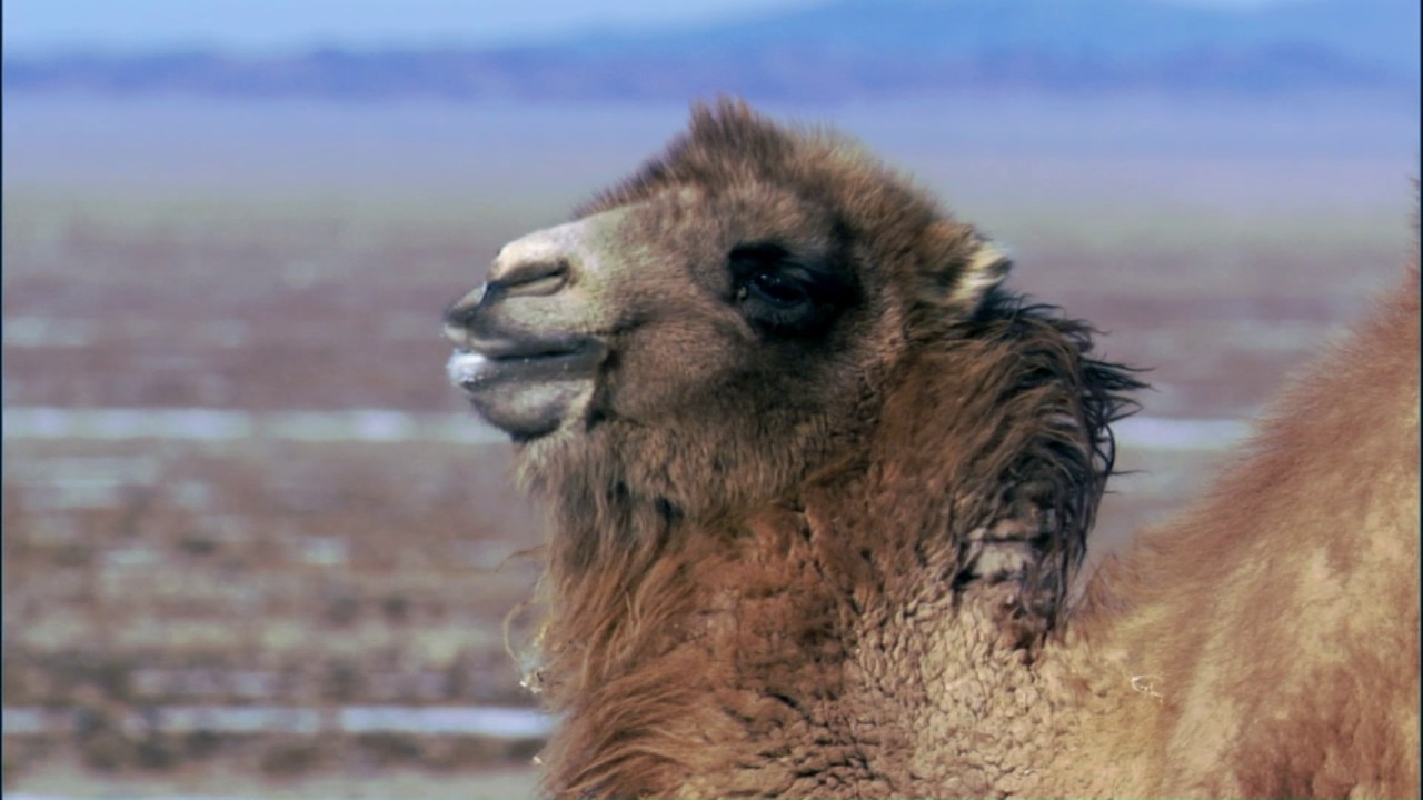 Planeta Terra 05 Desertos – Parte 02