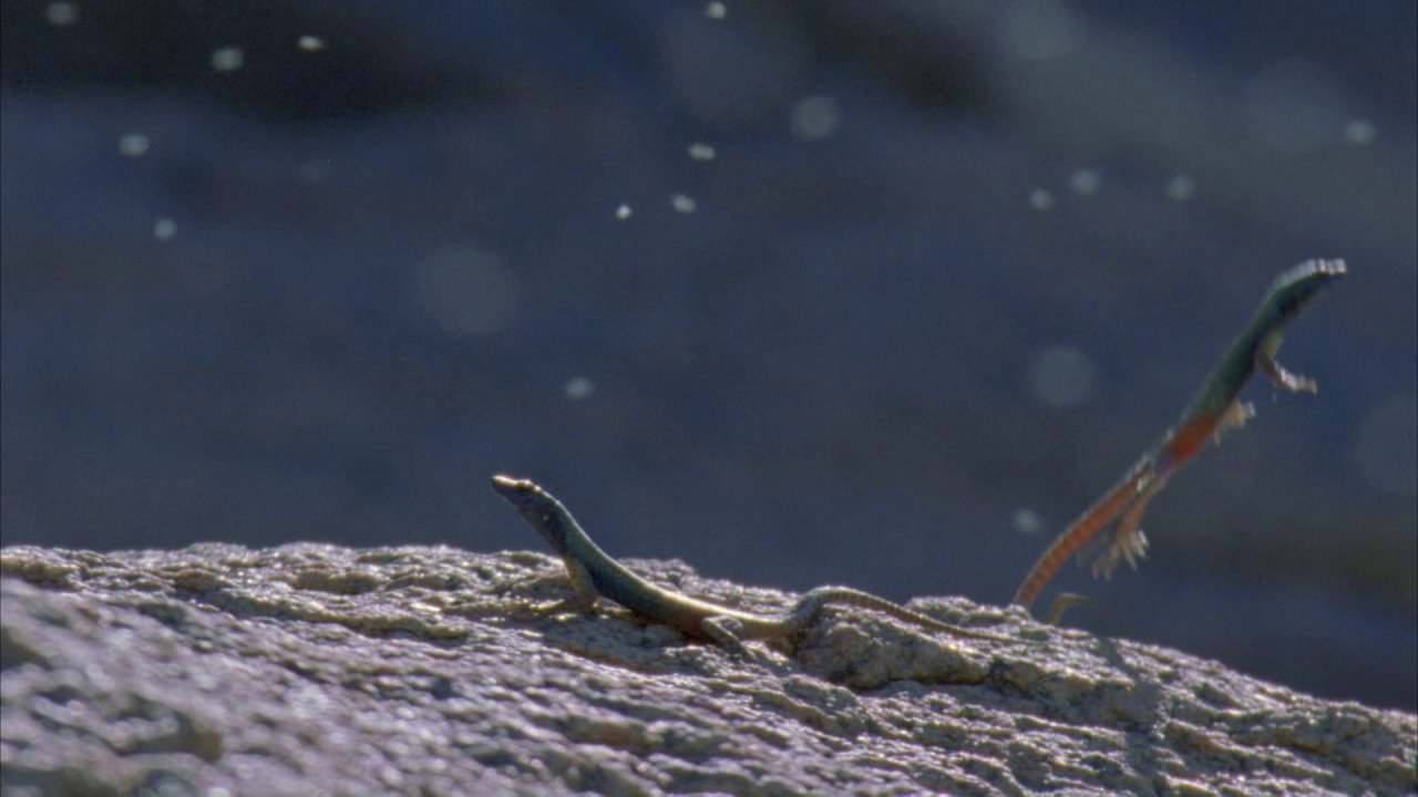 Planeta Terra 05 Desertos – Parte 14